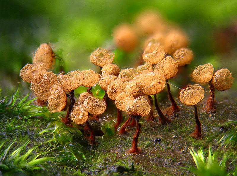 Cribraria argillacea